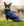 Cappotto impermeabile per cani Signature <tc>Horseware</tc>