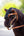 IT03854_lifestyle_toyponywesternbridle_tan_1