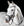 Bridon de Compétition Horseware Micklem®