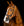 Bridon de Compétition Horseware Micklem®