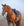 Collier de Chasse Horseware Micklem® avec Attache Martingale