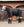Woof Wear – Guêtres de repos Stable Boot Wraps Premier Equine Black 2 | Sellerie Bucéphale