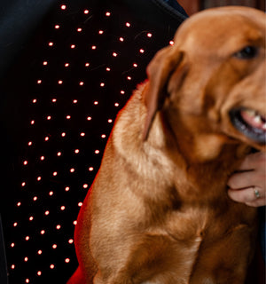 Manteau de Luminothérapie LED Rouge Horseware® pour Chien