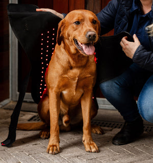 Manteau de Luminothérapie LED Rouge Horseware® pour Chien