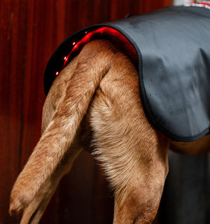 Manteau de Luminothérapie LED Rouge Horseware® pour Chien