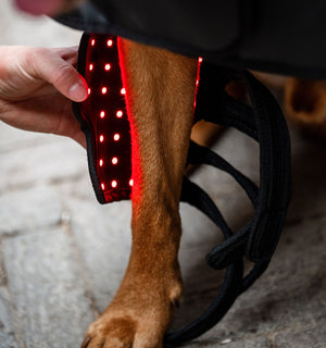 Guêtre de Luminothérapie LED Rouge Horseware® pour Chien