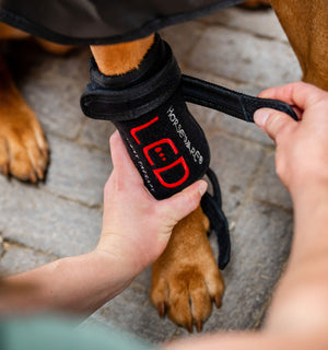 Guêtre de Luminothérapie LED Rouge Horseware® pour Chien