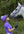 Woof Wear – Couvre-casque convertible Woof Wear Ultra Violet 2 | Sellerie Bucéphale