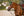 Bonnet Loire vert chasse en situation, vue 3