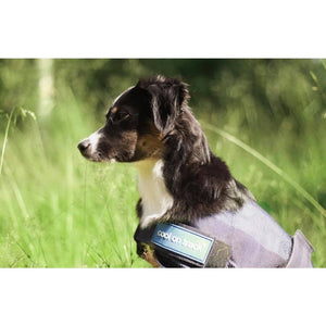 Back on Track – Manteau rafraichissant pour chien Cool on Track 60 cm   | Sellerie Bucéphale
