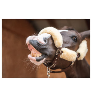 Mattès – Licol Mouton Mattès et longe assortie personnalisés L Marron Sans longe | Sellerie Bucéphale