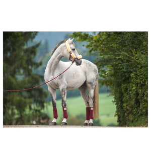 Mattès – Licol Mouton Mattès et longe assortie personnalisés M Bordeaux Avec longe assortie | Sellerie Bucéphale