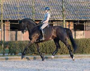 Le Mieux – Tapis de Dressage Carbon Mesh Noir sur cheval bai brun | Sellerie Bucéphale
