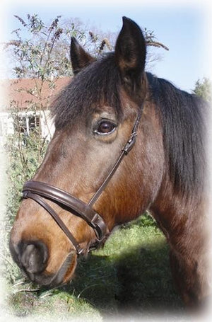 Protanner – Muserolle Pull-Back combinée Havane Cheval  | Sellerie Bucéphale