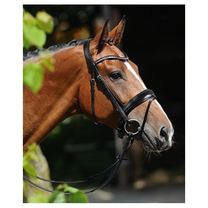 Passier – Bridon Passier Atlas Cheval Noir Dorée | Sellerie Bucéphale