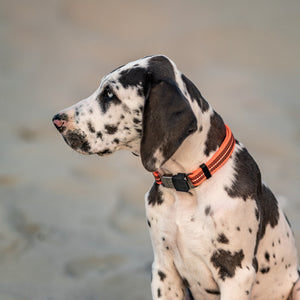 Sprenger – Collier ajustable pour chiens bleu S  | Sellerie Bucéphale