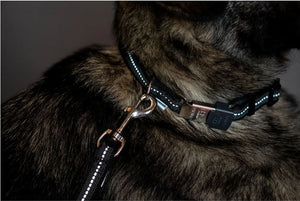 Sprenger – Collier ajustable pour chiens bleu M  | Sellerie Bucéphale