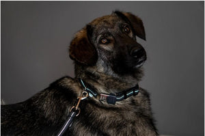 Sprenger – Collier ajustable pour chiens Rouge M  | Sellerie Bucéphale