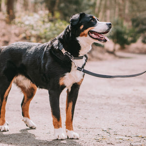 Sprenger – Collier ajustable pour chiens Orange M  | Sellerie Bucéphale
