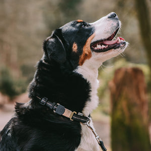 Sprenger – Collier ajustable pour chiens Orange M  | Sellerie Bucéphale