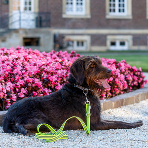 Sprenger – Laisse caoutchoutée réglable coloris Jaune chien | Sellerie Bucéphale