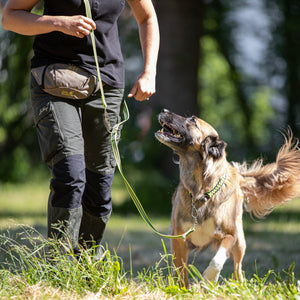 Sprenger – Laisse caoutchoutée réglable Jaune et collier sur le chien   | Sellerie Bucéphale