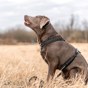 Sprenger – Harnais pour chien Noir M  | Sellerie Bucéphale