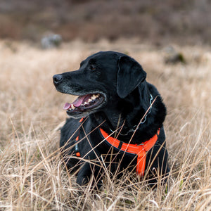 Sprenger – Harnais pour chien Noir L  | Sellerie Bucéphale