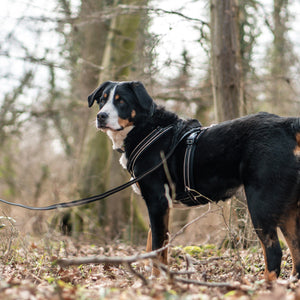 Sprenger – Harnais pour chien Noir XL  | Sellerie Bucéphale