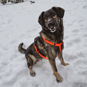Sprenger – Harnais pour chien Noir S  | Sellerie Bucéphale