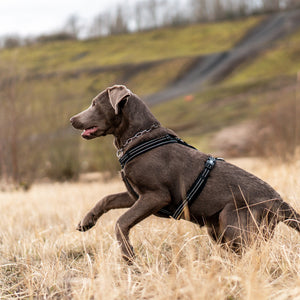 Sprenger – Harnais pour chien Orange S  | Sellerie Bucéphale