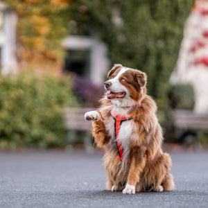 Sprenger – Harnais pour chien Orange M  | Sellerie Bucéphale