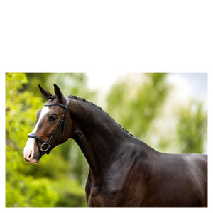 BR – Bridon BR Longridge oak (brun) Pur-Sang (Cob)  | Sellerie Bucéphale