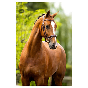 BR – Bridon BR Longridge oak (brun) Pur-Sang (Cob)  | Sellerie Bucéphale