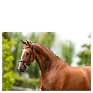 BR – Bridon BR Longridge oak (brun) Pur-Sang (Cob)  | Sellerie Bucéphale