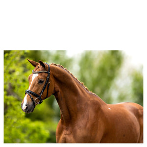 BR – Bridon BR Cheshunt Noir Pur-Sang (Cob)  | Sellerie Bucéphale