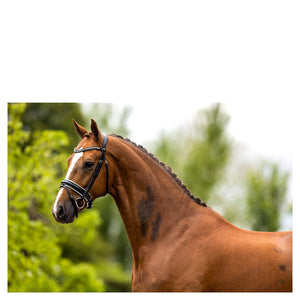 BR – Bridon BR Eston Noir-blanc Pur-Sang (Cob)  | Sellerie Bucéphale