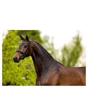 BR – Bridon BR Cambridge Noir Pur-Sang (Cob)  | Sellerie Bucéphale