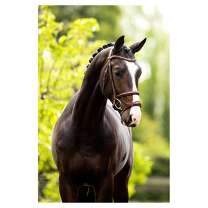 BR – Bridon BR Bath oak (brun) Pur-Sang (Cob)  | Sellerie Bucéphale