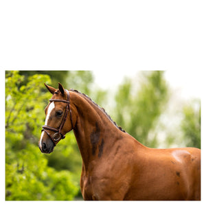 BR – Bridon BR Cheltenham Noir Pur-Sang (Cob)  | Sellerie Bucéphale