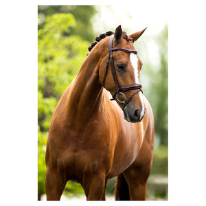 BR – Bridon BR Luton oak (brun) Pur-Sang (Cob)  | Sellerie Bucéphale