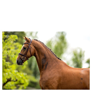 BR – Bridon BR Luton oak (brun) Pur-Sang (Cob)  | Sellerie Bucéphale