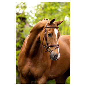 BR – Bridon BR Kendal oak (brun) Pur-Sang (Cob)  | Sellerie Bucéphale