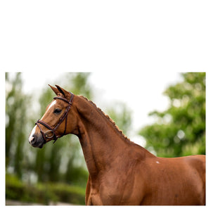 BR – Bridon BR Kendal oak (brun) Pur-Sang (Cob)  | Sellerie Bucéphale