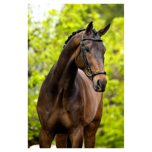 BR – Bridon BR Thurnham Noir Cheval  | Sellerie Bucéphale