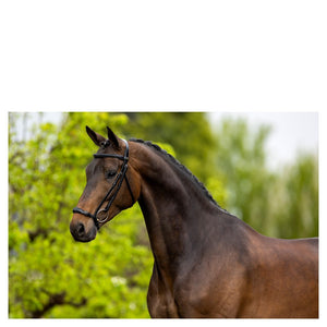 BR – Bridon BR Thurnham oak (brun) Cheval  | Sellerie Bucéphale