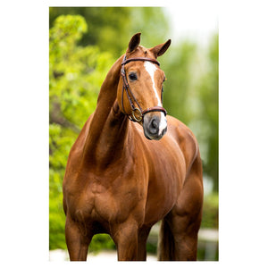BR – Bridon BR Thurnham oak (brun) Pur-Sang (Cob)  | Sellerie Bucéphale