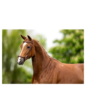 BR – Bridon BR Thurnham oak (brun) Pur-Sang (Cob)  | Sellerie Bucéphale