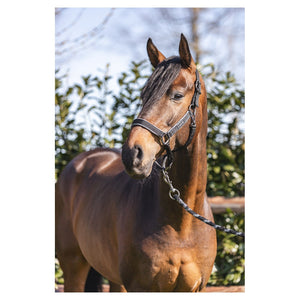 Anky – Licol grooming Noir Poney  | Sellerie Bucéphale