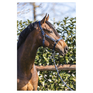 Anky – Licol grooming Bleu Marine Poney  | Sellerie Bucéphale